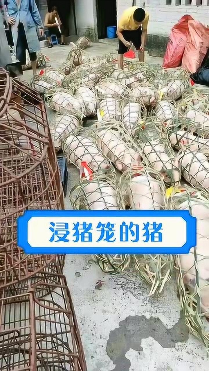 怪不得古代有浸猪笼这个说法呢真的是放猪的长见识了