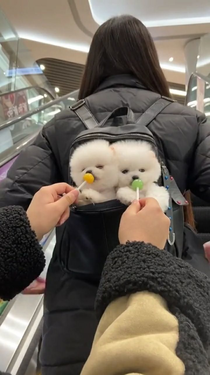 小狗吃糖的样子太可爱了