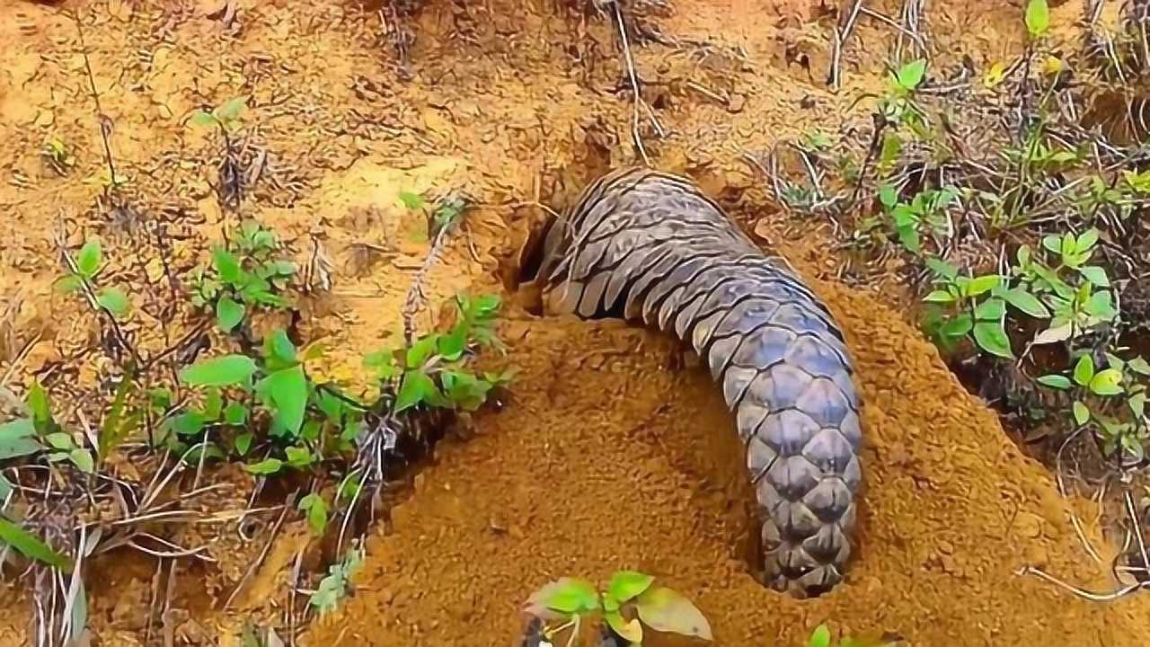 穿山甲挖洞到底有多快?简直就像挖掘机一样,快到超乎你的想象!