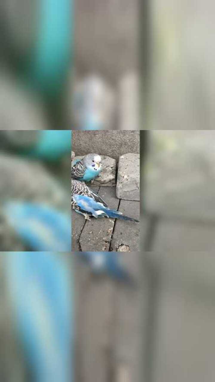 养的鹦鹉死了另一只看了许久之后一头撞向墙壁这是为什么