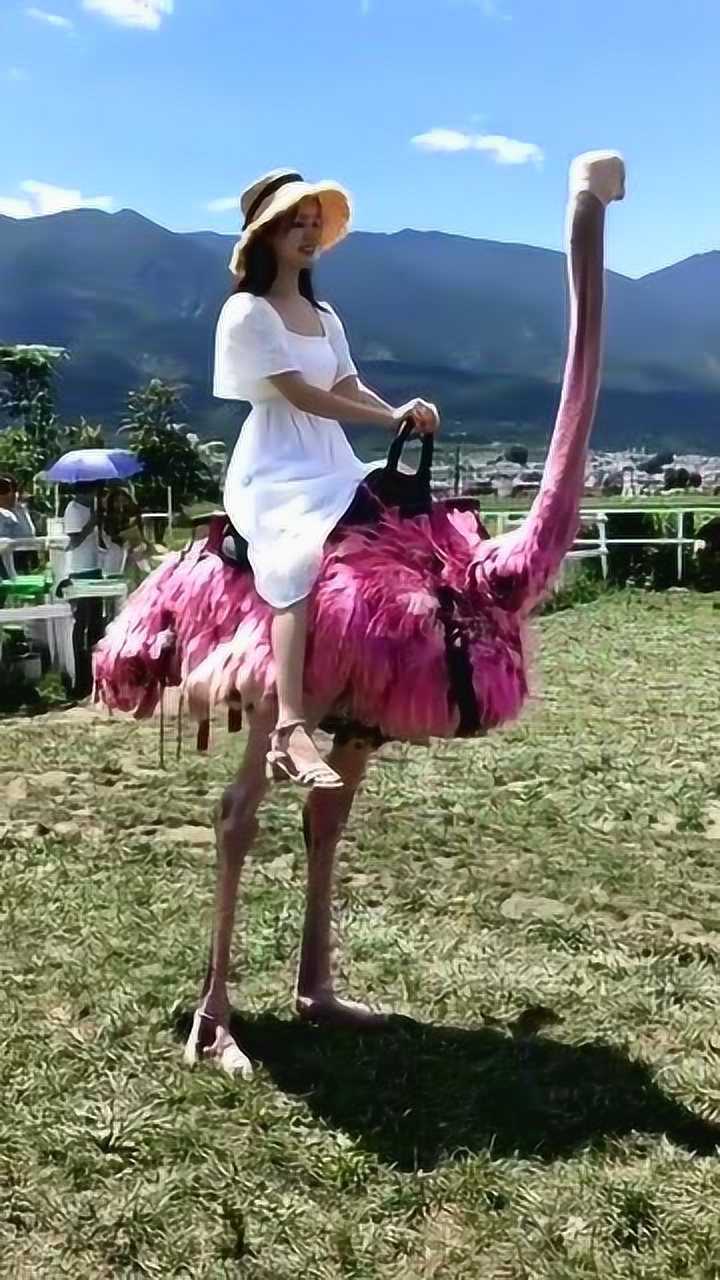 这鸵鸟太大了,可以当马儿骑