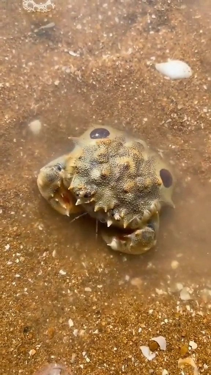 赶海发现一只正在卧沙的鬼头蟹,突然感觉有它点萌!