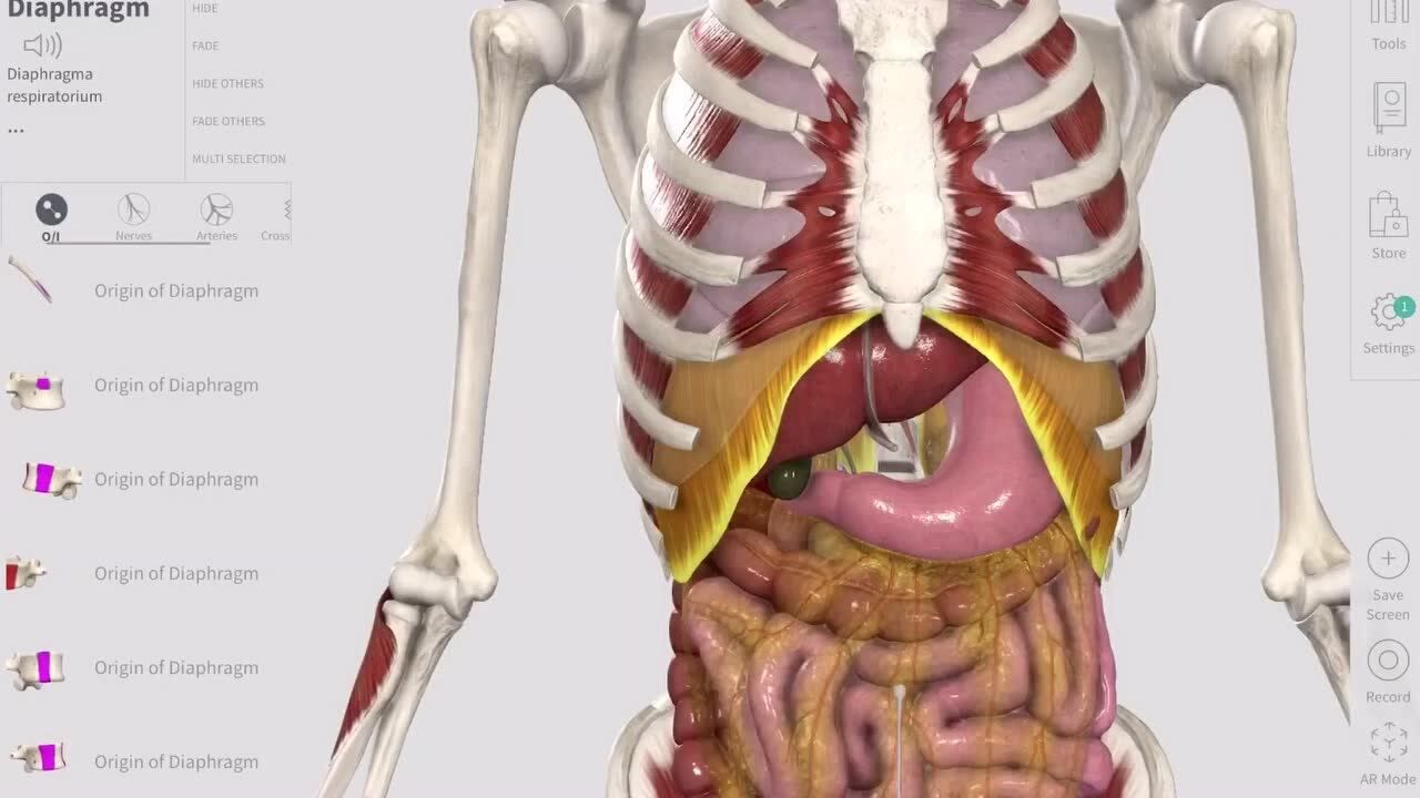 膈肌—功能解剖视频_腾讯视频
