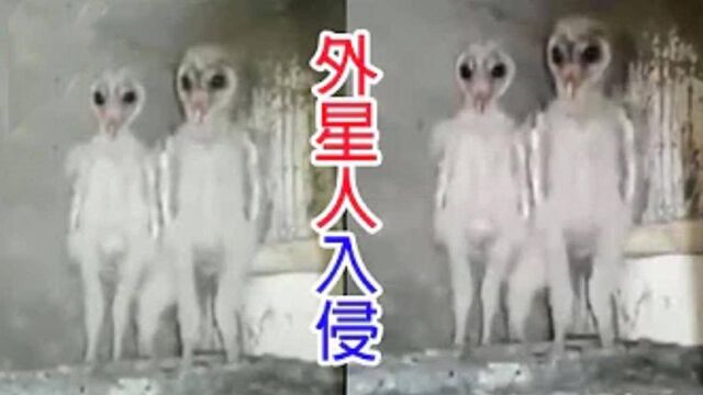 【神奇生物】被认为不曾存在世界上的生物现身 目击的类外星生物