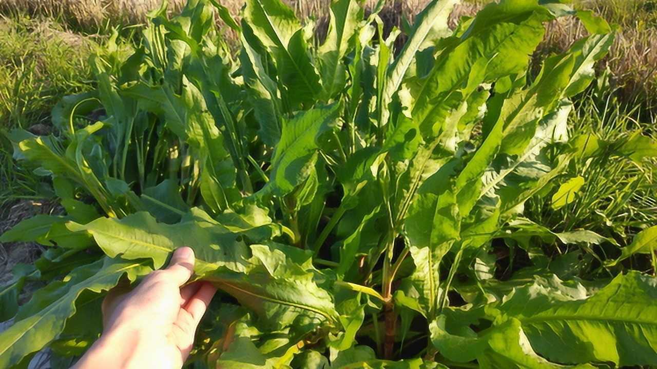 水沟边常见野草"土大黄",根茎是常用中药材,全草低成本价值高