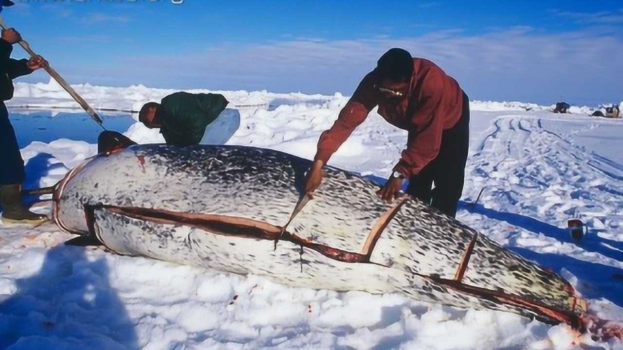 生活在北极的因纽特人,是怎样"吃海豹"的?看完感觉有点残忍