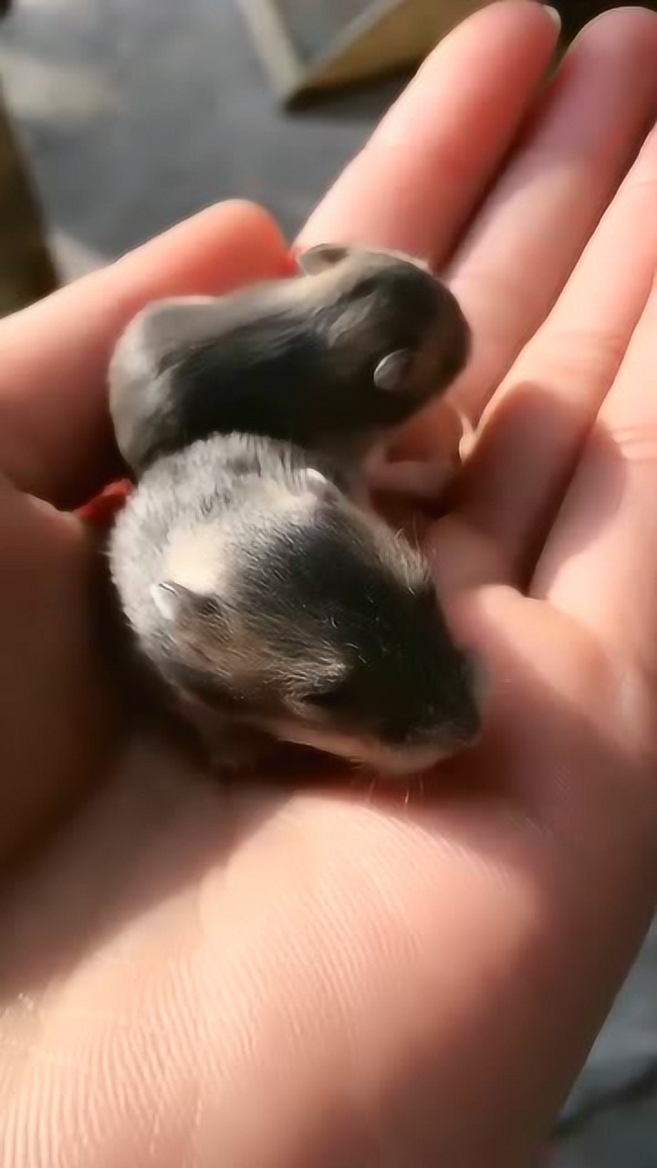 半个月的紫仓宝宝,太萌啦