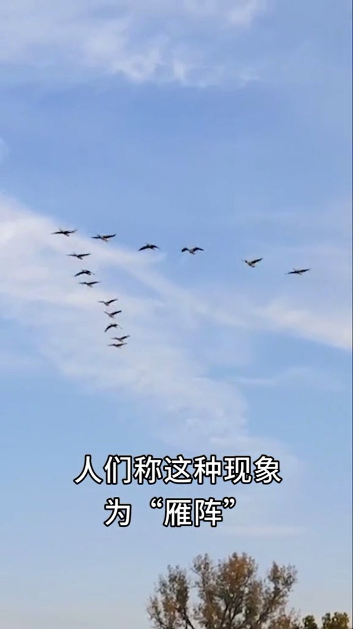 大雁南迁的时候为什么要排成一字型或者人字形呢