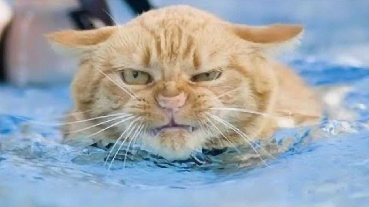 猫咪会游泳吗？其实猫咪不仅会游泳，而且游得还挺遛的_高清1080P在线观看平台_腾讯视频
