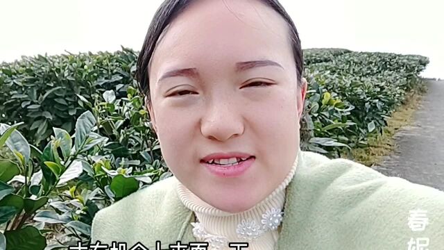 春妮儿嫁到雅安五年了,以前要出去打工没时间,茶园也这么美