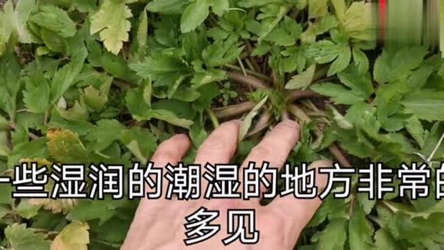 农村随处可见的这种草“毛茛”,还有这些药用,但有毒要注意