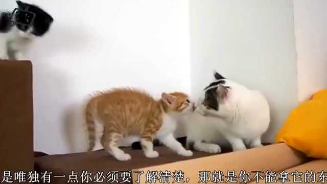 主人拿猫咪的东西,猫猫就会站立叉腰怒视主人,太可爱!