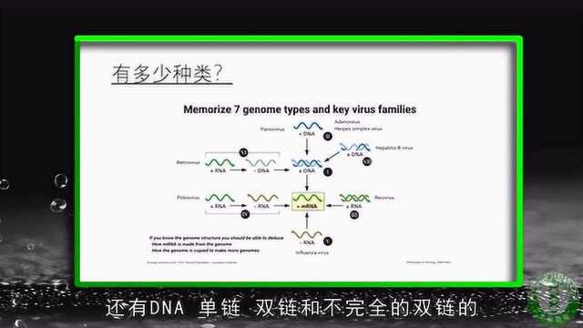 亦友亦敌话病毒——新冠状病毒的起源、足迹、分布和传播 (二)