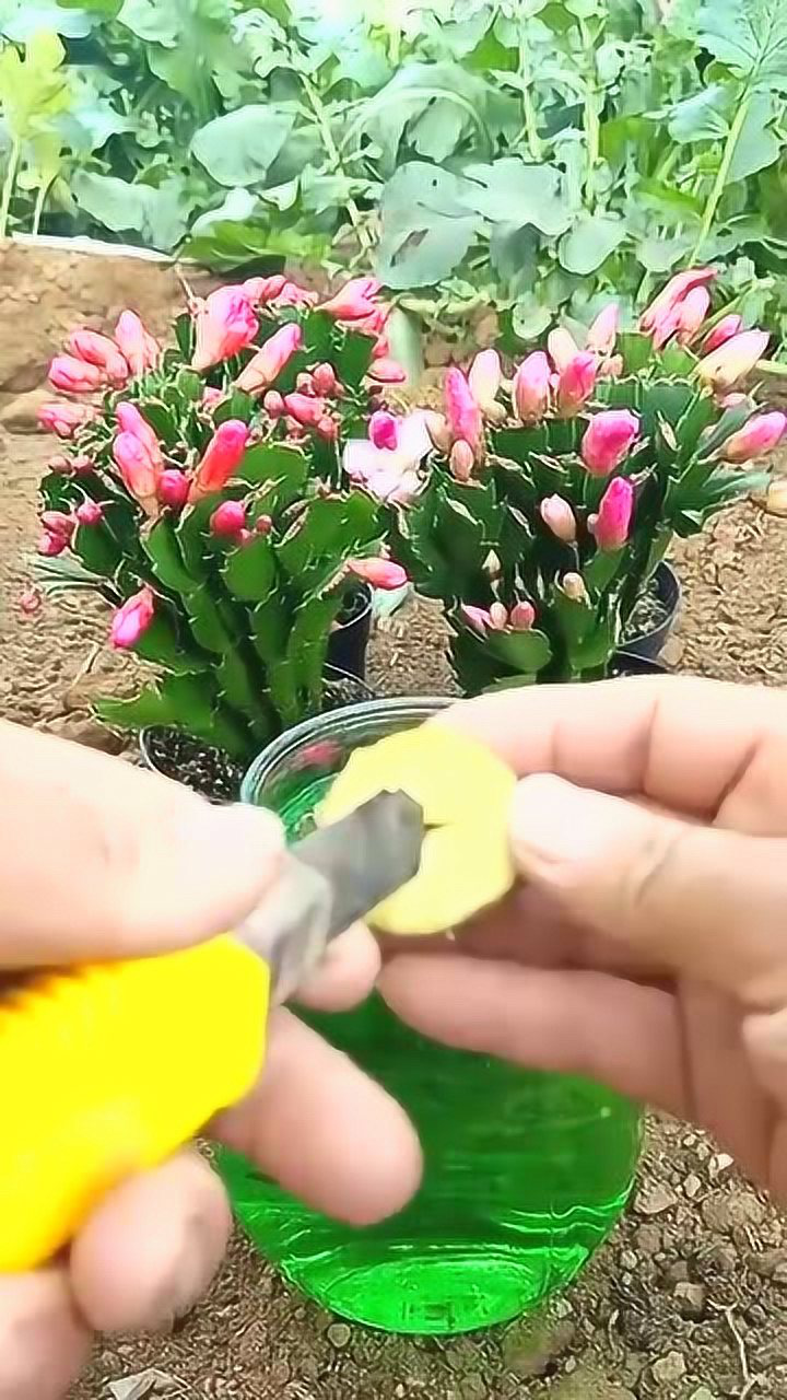 蟹爪兰最新扦插技术一个土豆就搞定