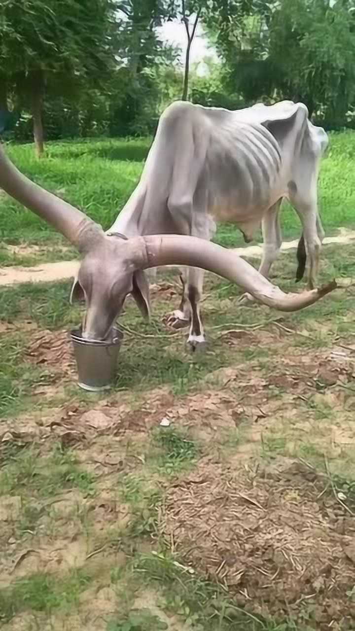 瘦骨嶙峋的印度神牛,不长肉光长角了