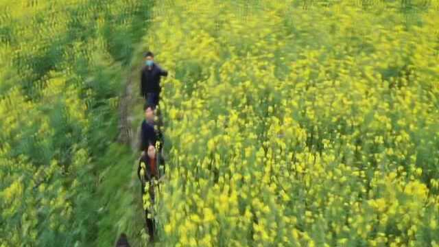 【习水新闻联播】官店镇:7000亩油菜花扮靓乡村 致富百姓