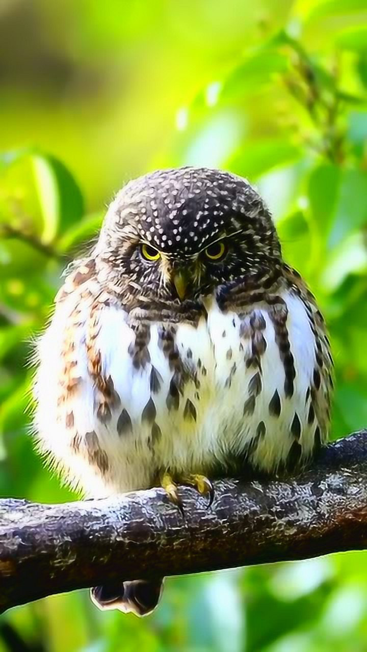 鸺鹠 小型鸮类 俗称小猫头鹰