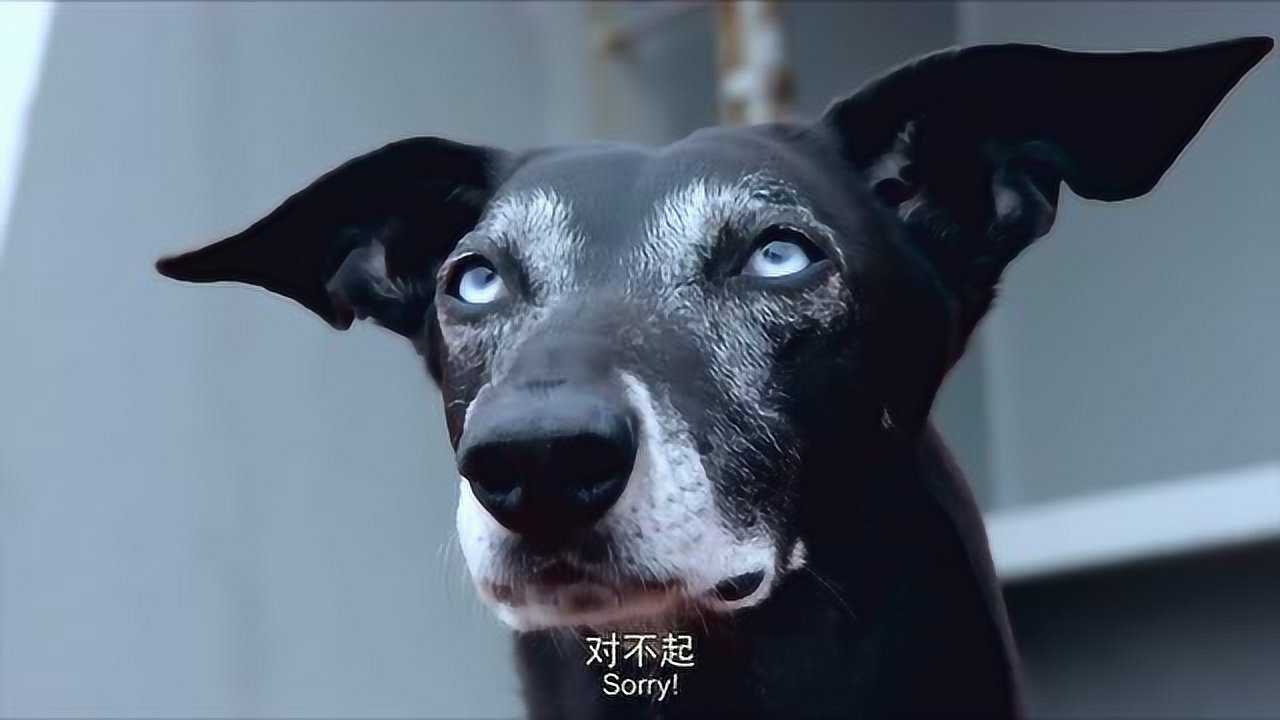 战犬出击2图片