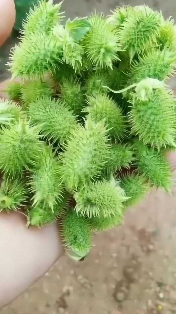 野生苍耳小时候去玩满身都是现在不常见了