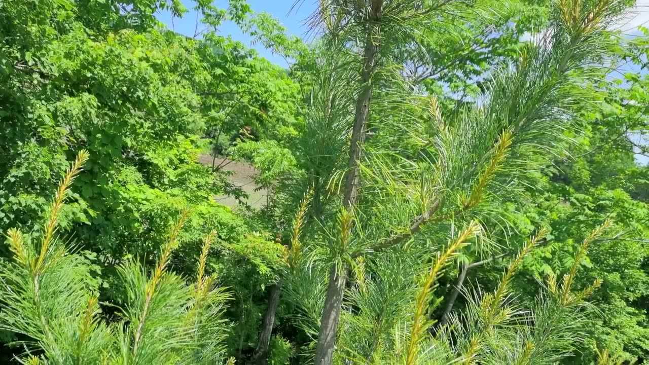 阿富汗松子树图片