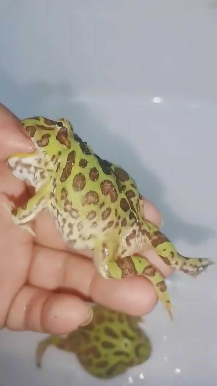 可怕主人被角蛙咬住拇指角蛙死活不肯松口