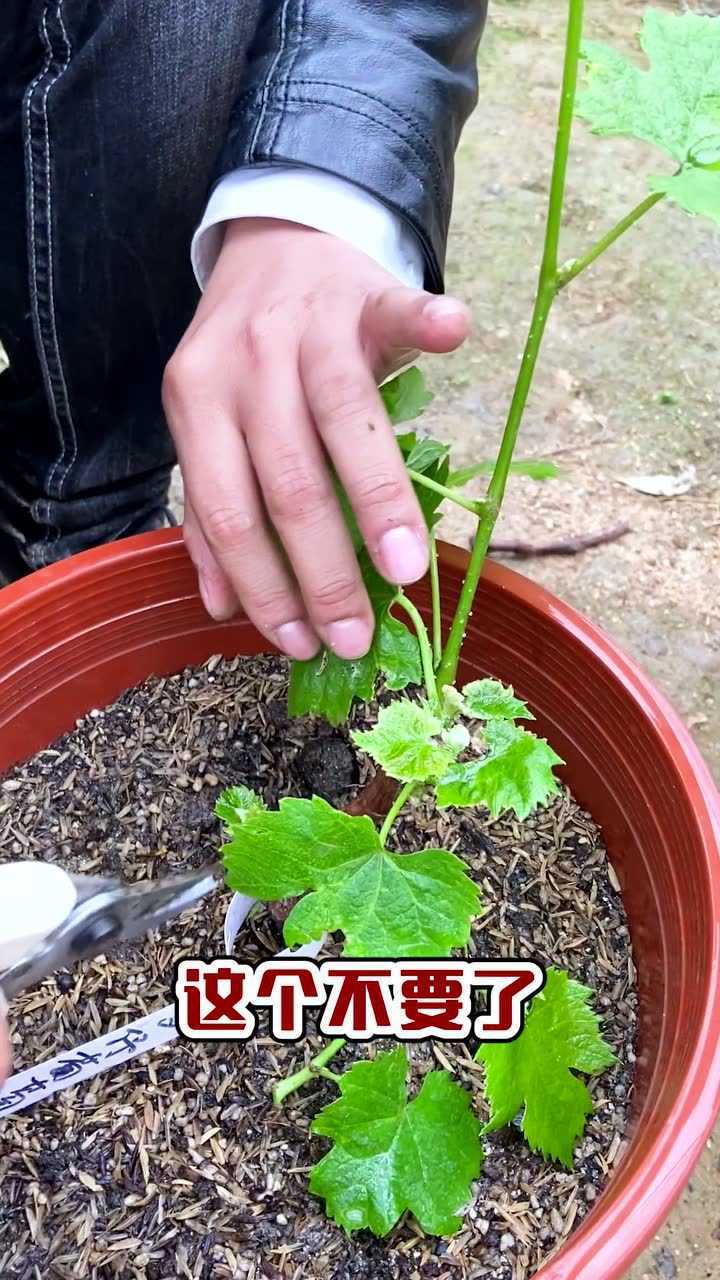 葡萄苗的修剪_騰訊視頻