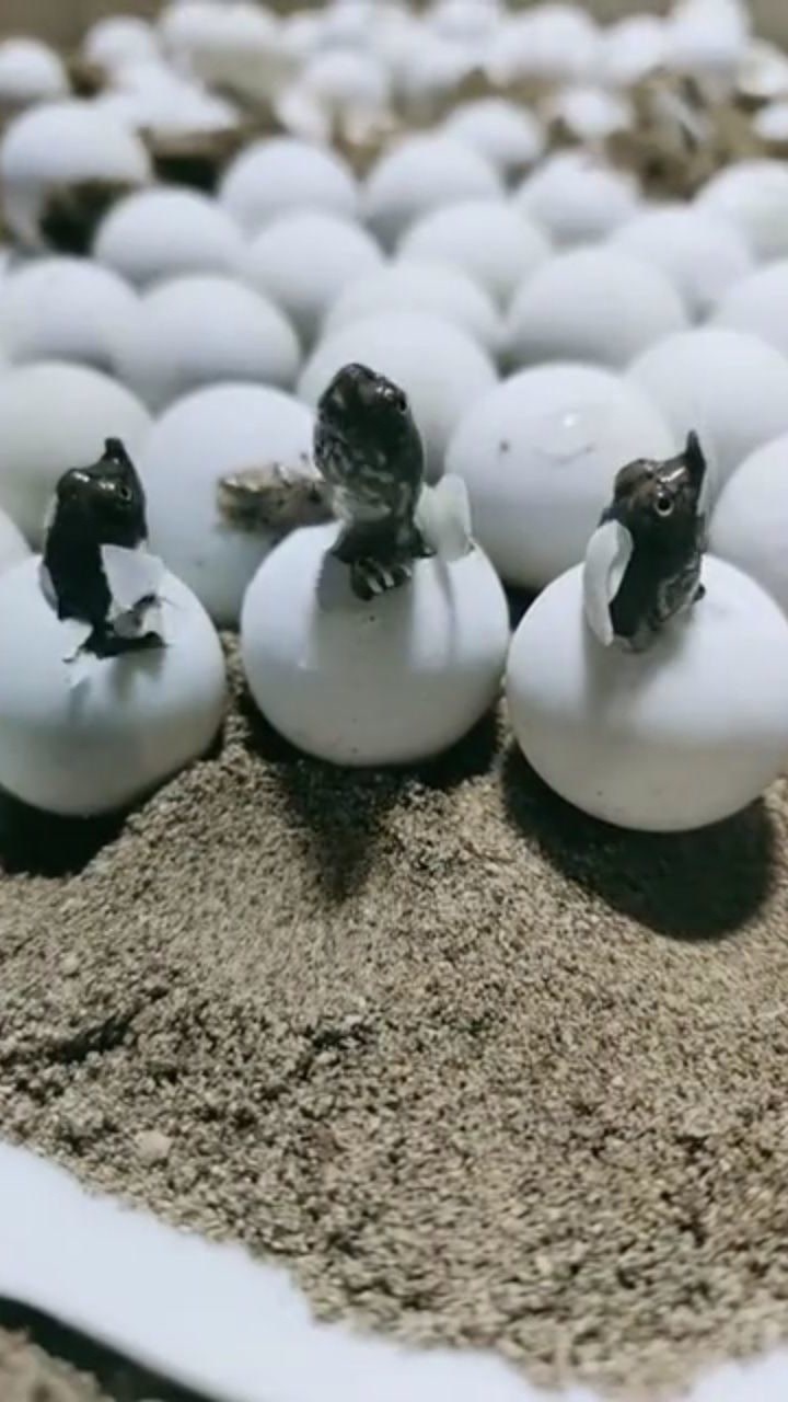 照顾了这么久的乌龟蛋,终于破壳而出了,这也太可爱了吧!
