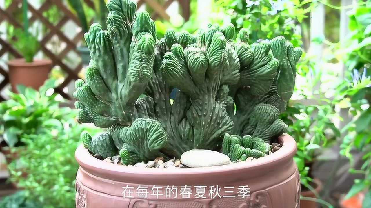 养了6年的"老伙计",仙人掌科五指山