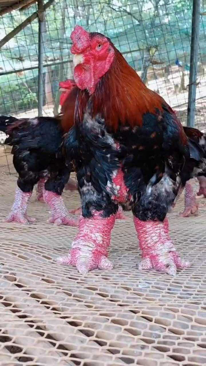 史上最强壮的鸡,东涛鸡,这爪子是真的壮!