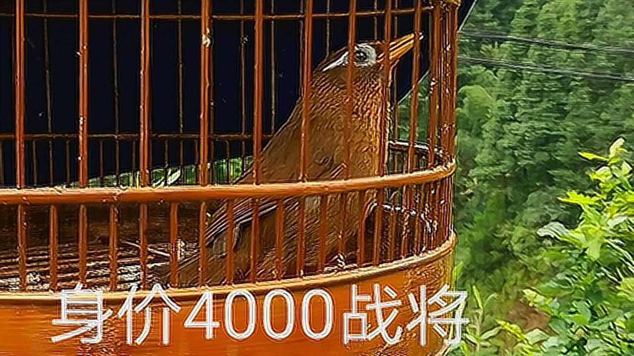 貴州大山66克畫眉鳥戰將性格超好5連勝1負身價升值至4000