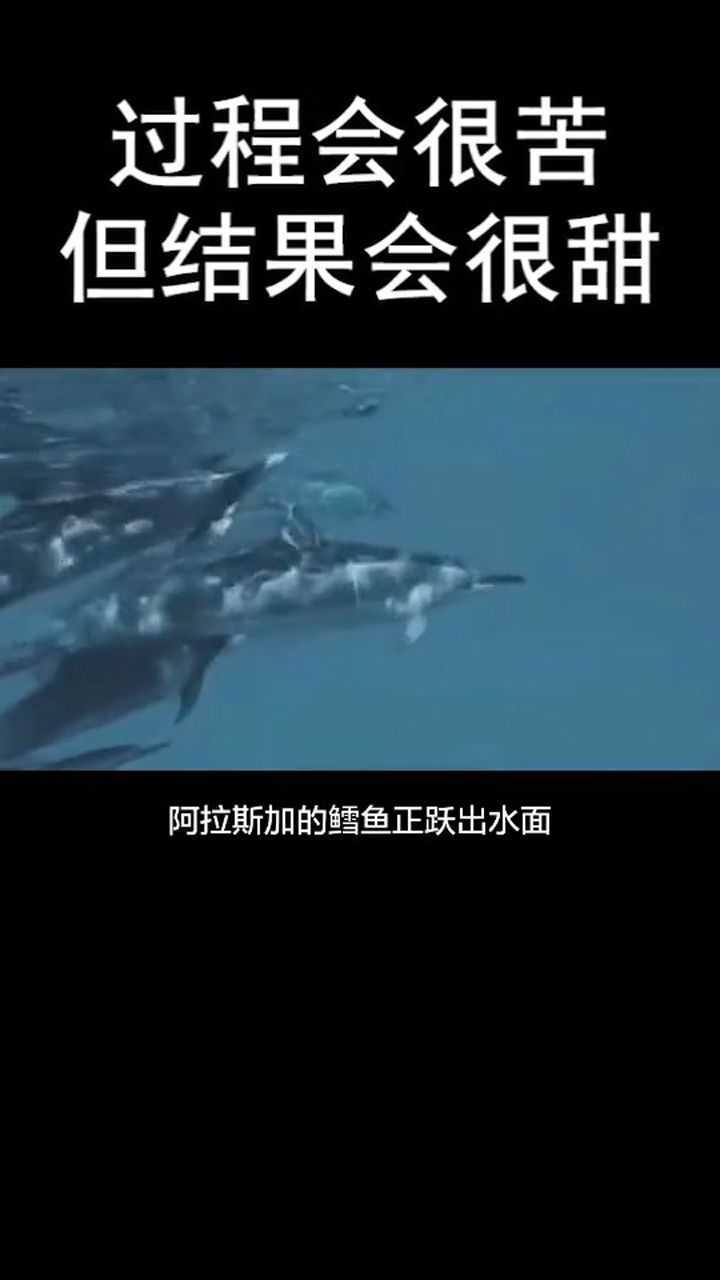 你背单词时阿拉斯加的鳕鱼正跃出水面