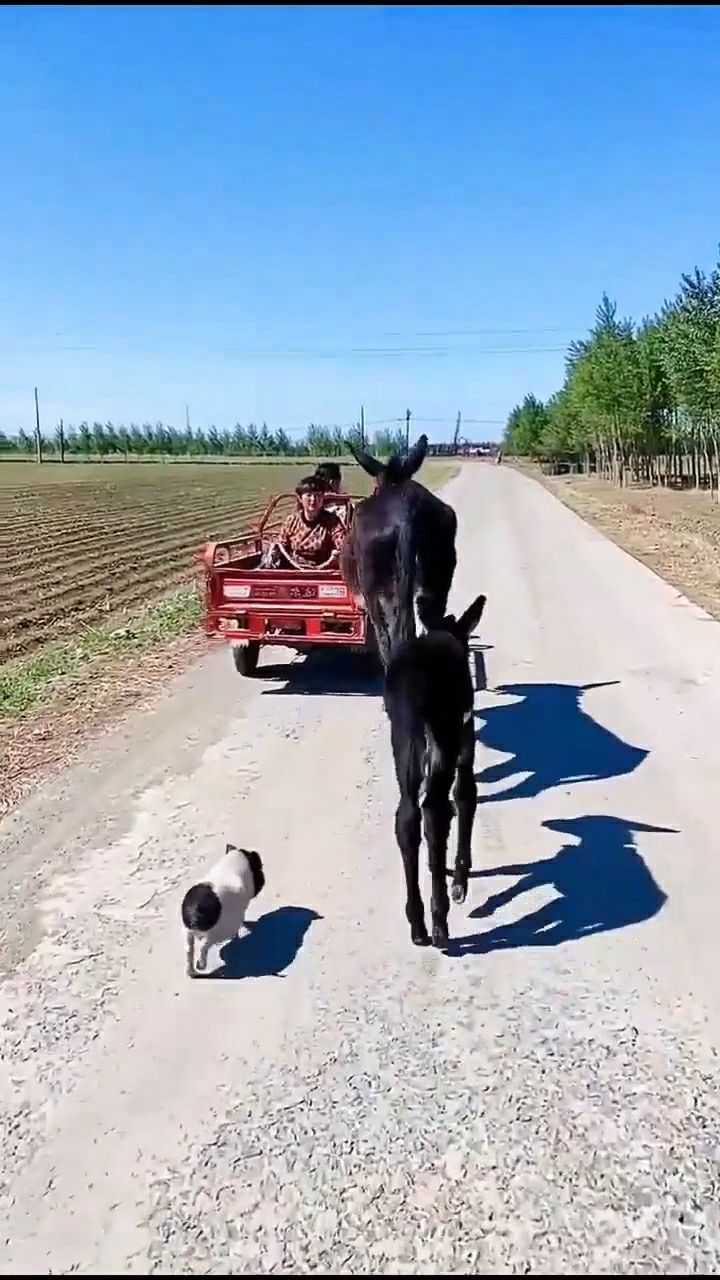 像一部童话故事,小猪猪跟着好朋友小毛驴去赶集,发生了好多有趣的故事