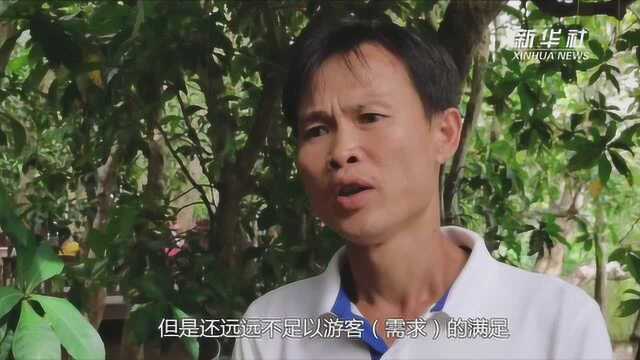 海南儋州:百年玉蕊的守望