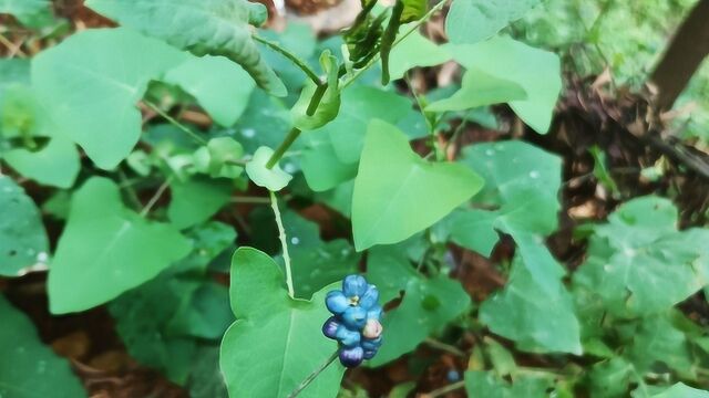 让人又爱又恨的植物是什么呢?全身都是宝,认识它或许对你有帮助