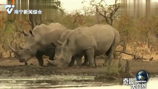 3名模特拍摄野生犀牛,1个小时伏身于水塘,力求最完美的照片