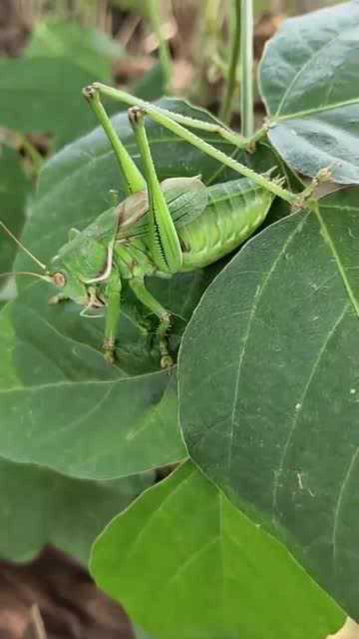 野生的又肥又大的绿蝈蝈现在都快绝种了能发现一只不容易啊
