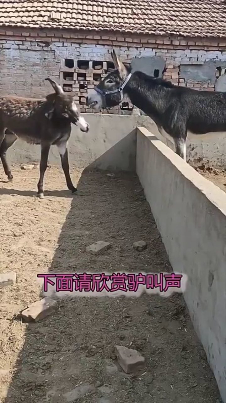 听驴叫,这声音有点勾魂啊_腾讯视频