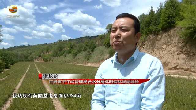 庆阳:苗林结合培育工程让荒山变“金山”