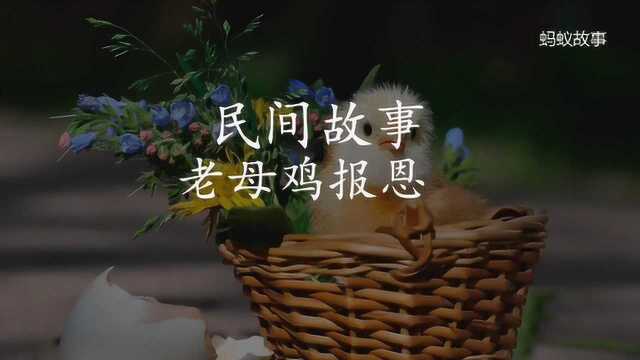 民间故事:老母鸡报恩