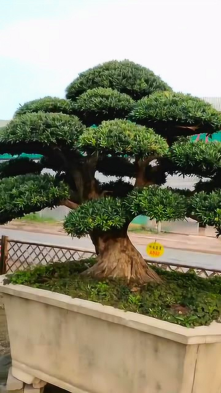 精品五针松大阪松黑松