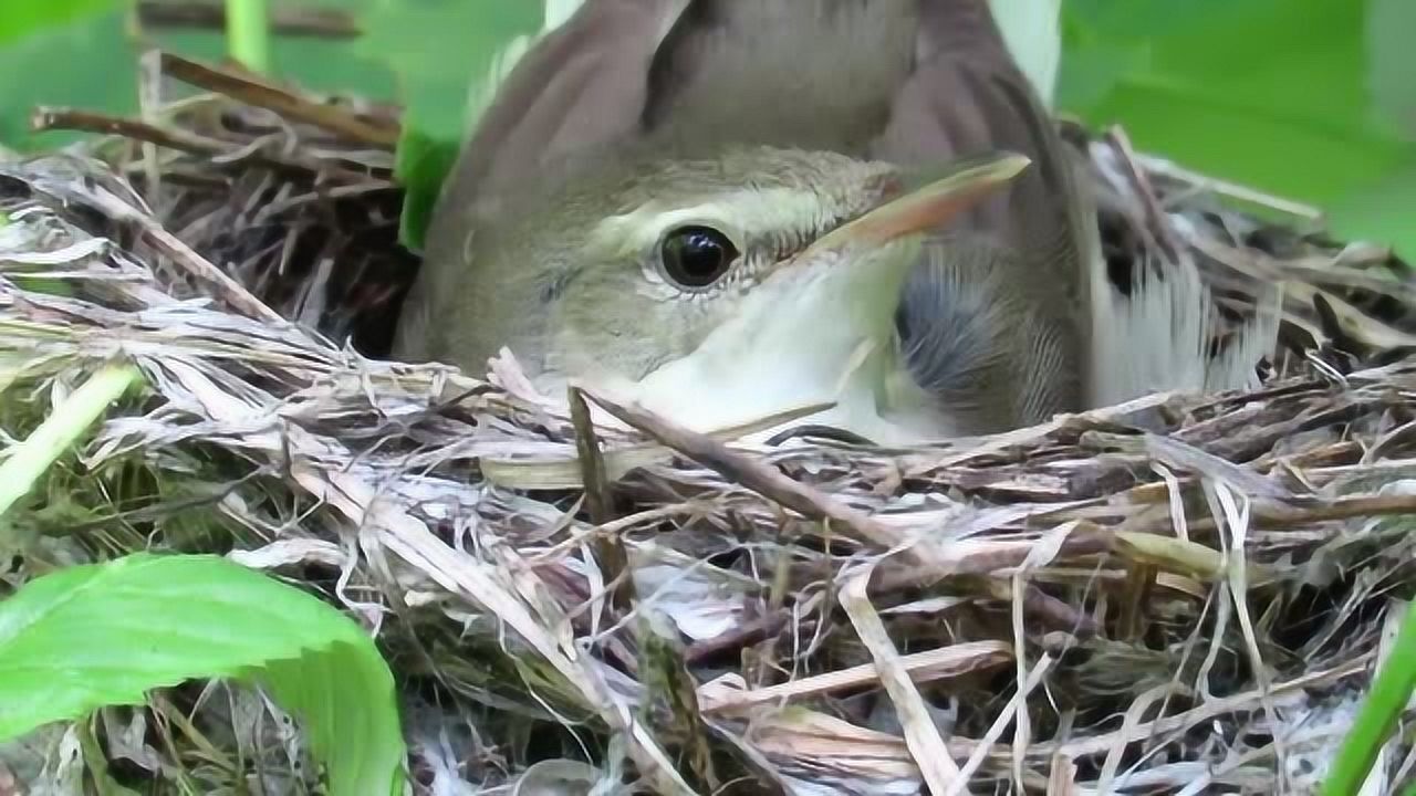 正在孵蛋的灰白喉林莺鸟妈妈,时刻保持警觉性