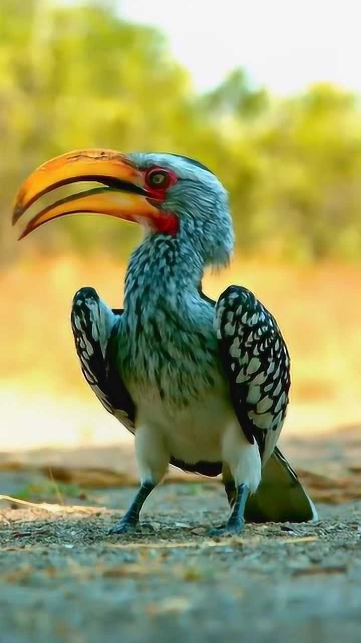 罕见稀有的犀鸟,我还是第一次见,它的嘴巴也太长了吧