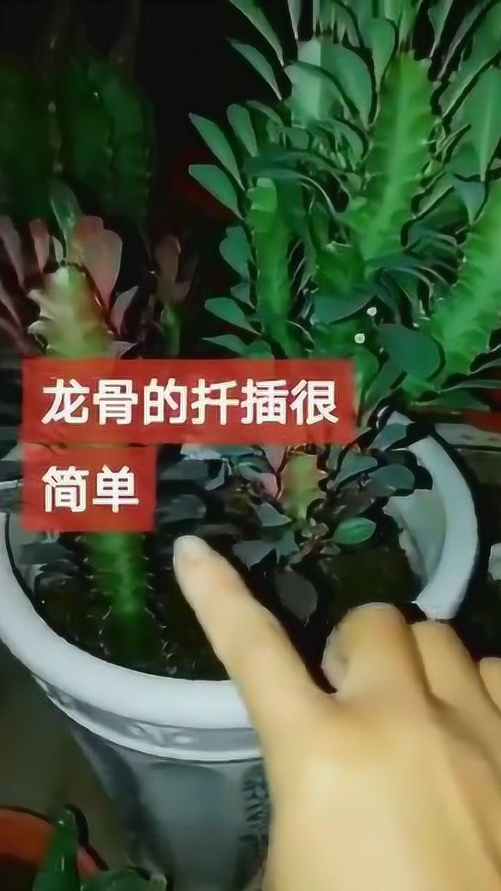 龙骨的扦插很简单.