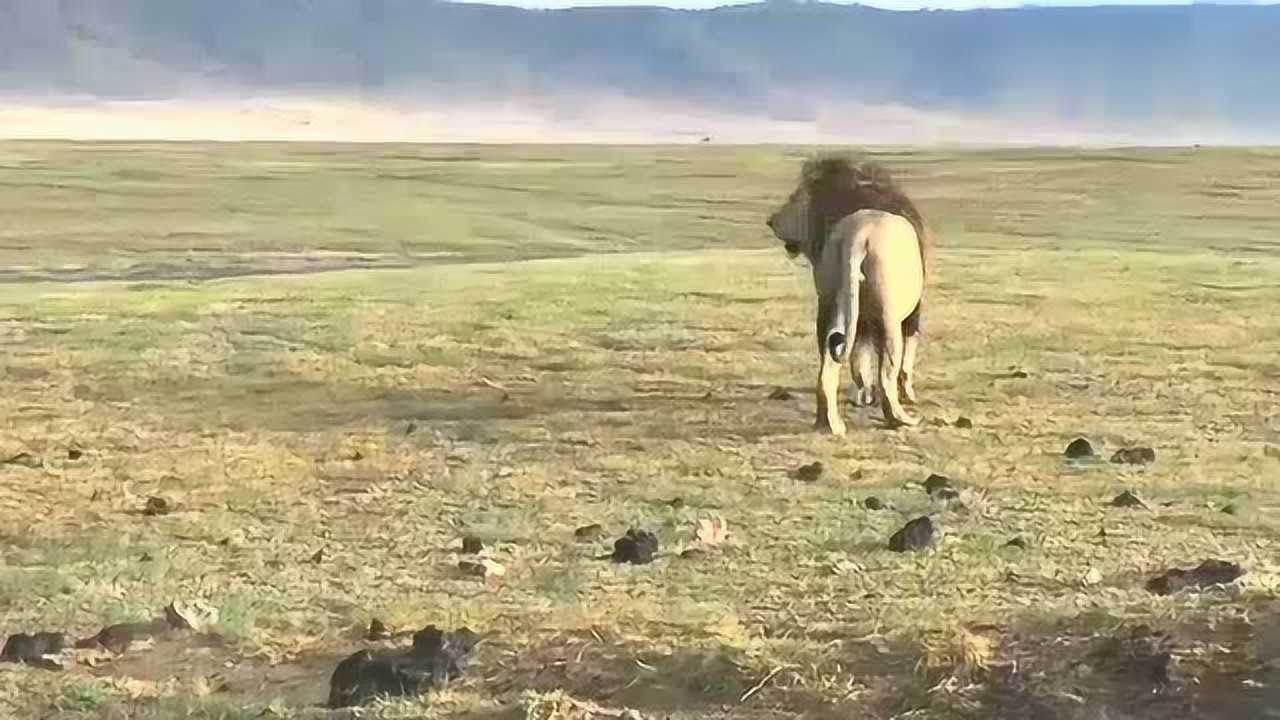 蒙格雄狮老大猛犸,东非火山口体型最大的雄狮