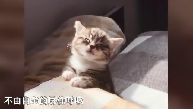 猫咪睡姿大公开,颜值高的猫连睡觉都是美的