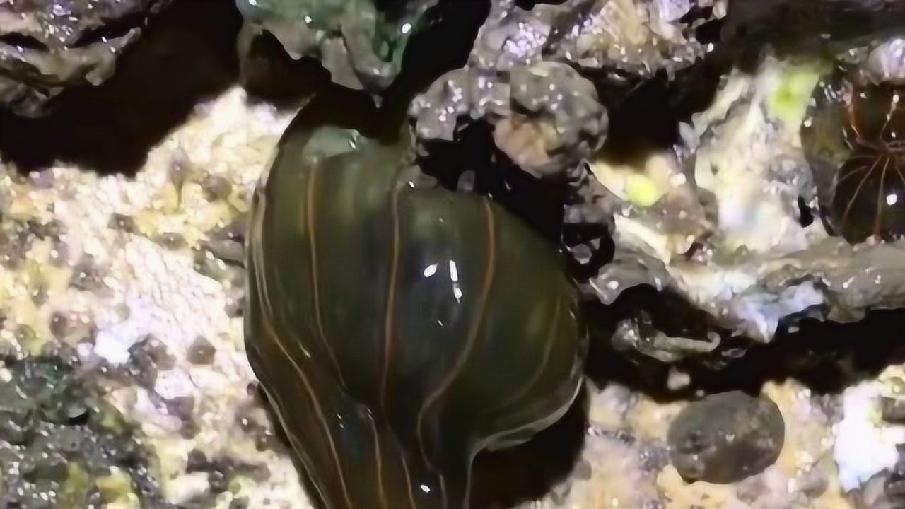 小伙日常去海边赶海在沙滩的石头上发现了大片大片的海西瓜