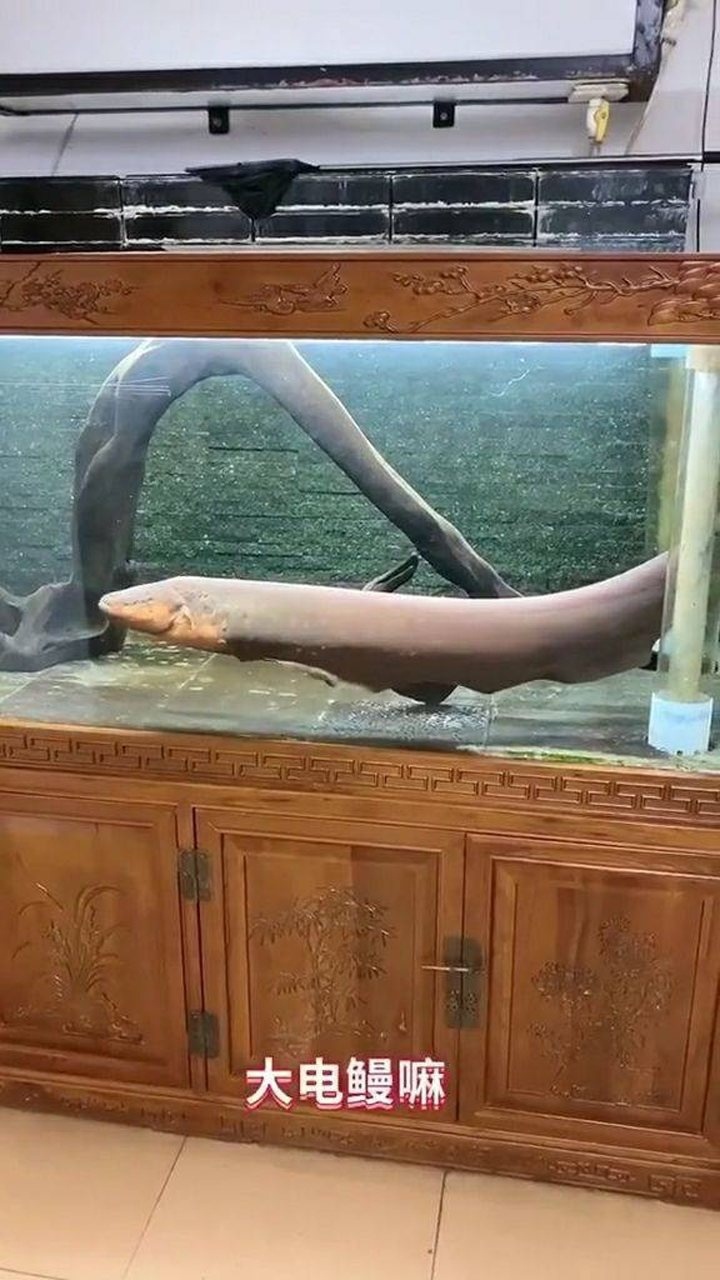 你见过这样的大电鳗吗?敢碰吗