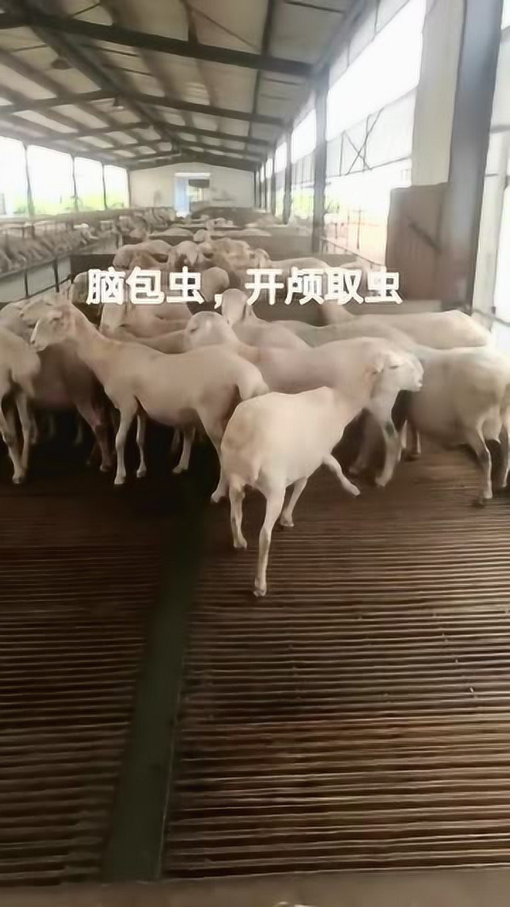 这羊算是废了脑子里进了寄生虫必须开颅手术