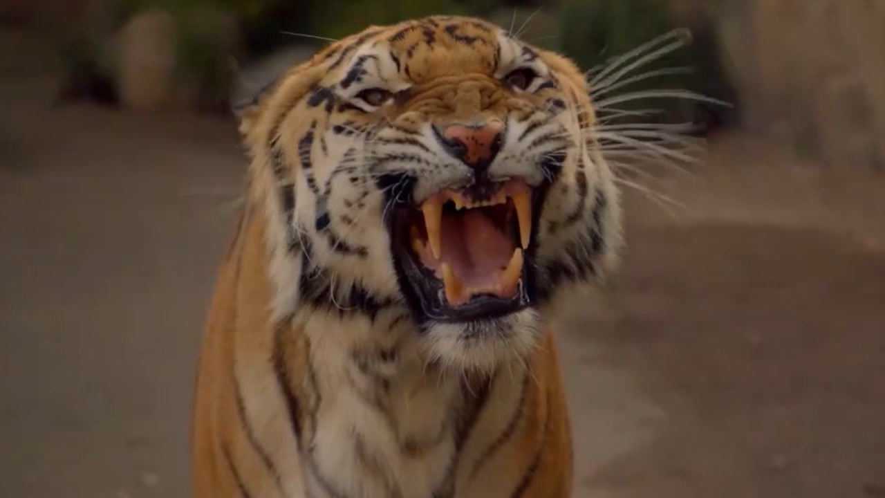 美剧/紧急呼救:游客作死挑逗老虎,哪料老虎发怒越狱,难逃虎口