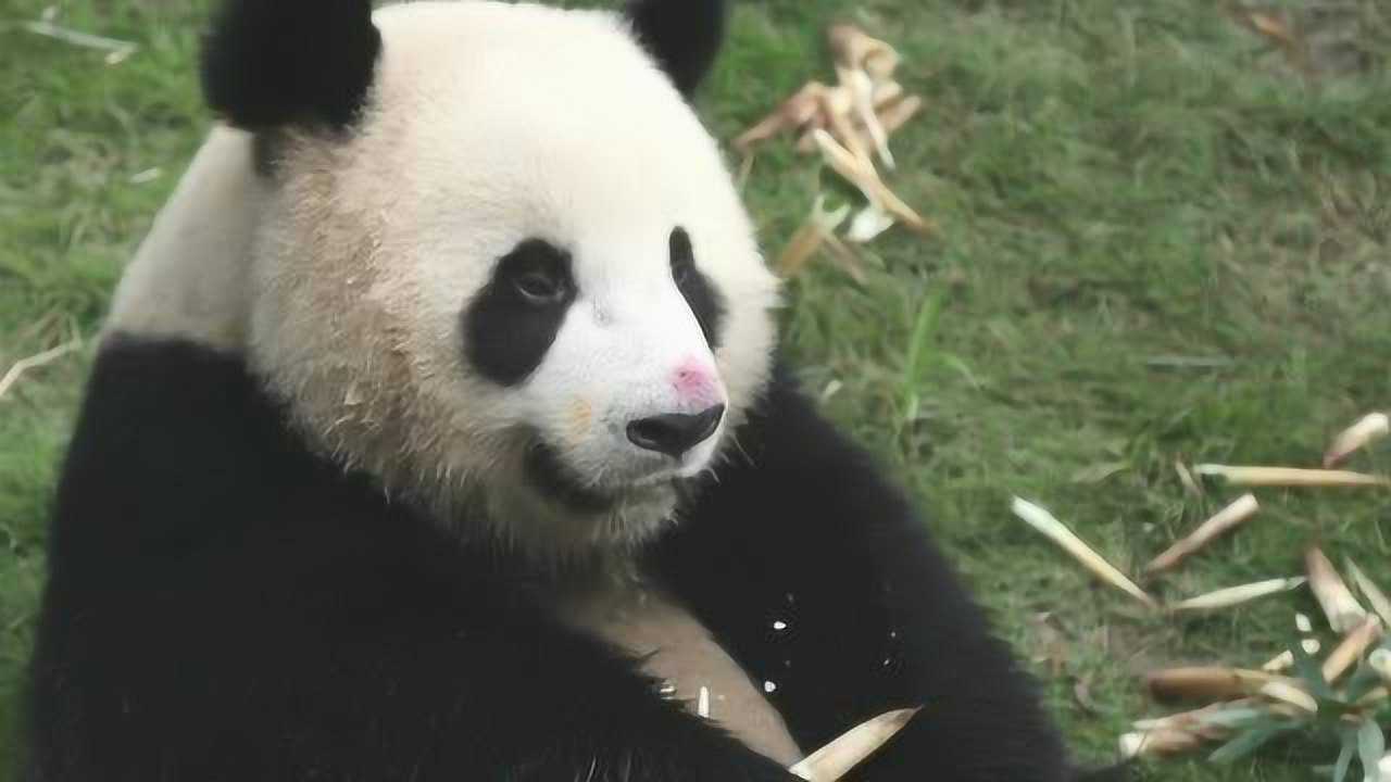 红鼻子熊猫雪宝